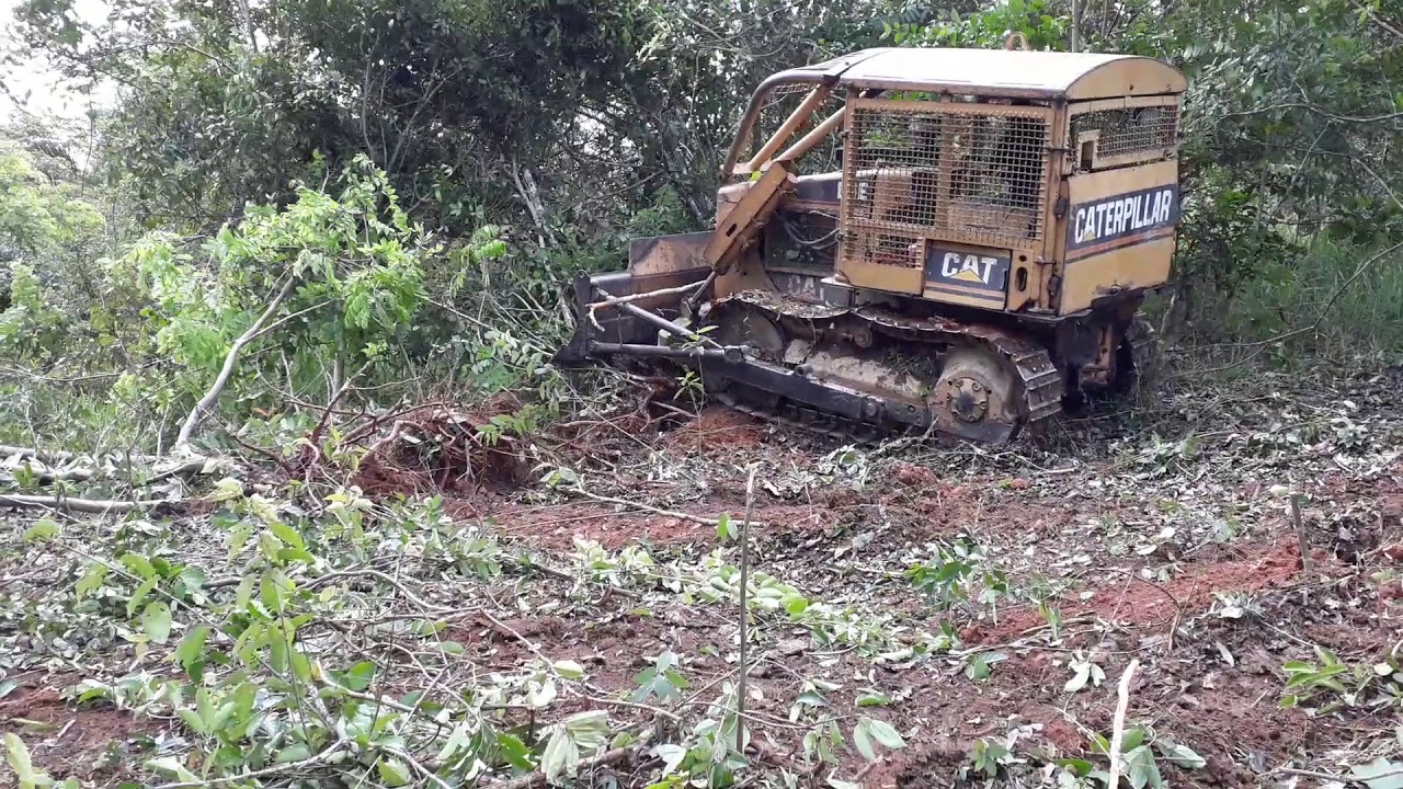 Trator Esteira d4e arrancando goiaba Limpando Pastagem
