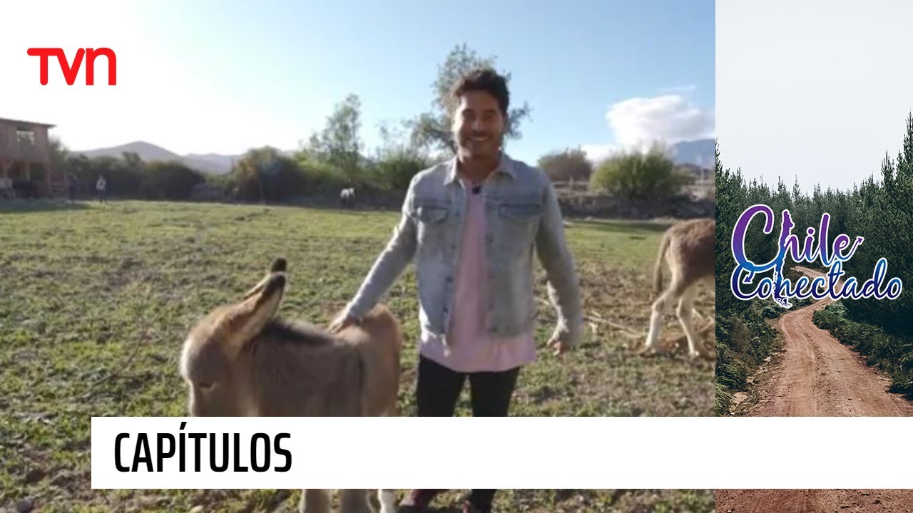 Vicuña | Chile Conectado