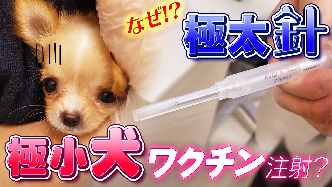 【チワワ】 極小犬と極太針…なぜ!?ワクチン注射？【ワクチン】