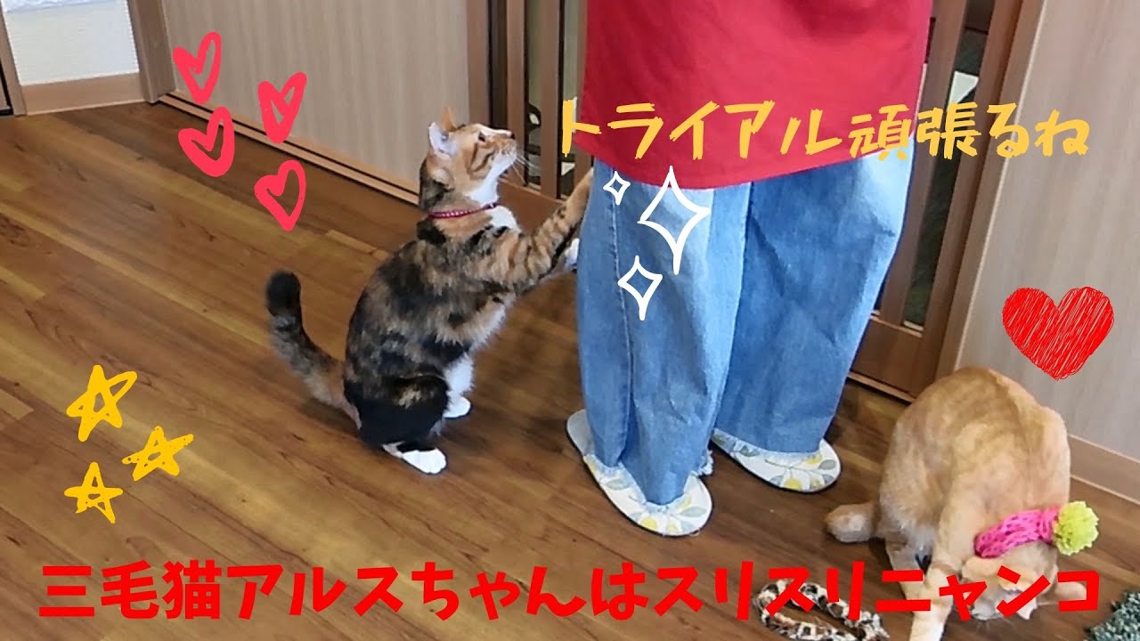 【保護猫】三毛猫のアリスちゃんはスリスリニャンコ　Spoiled calico cat