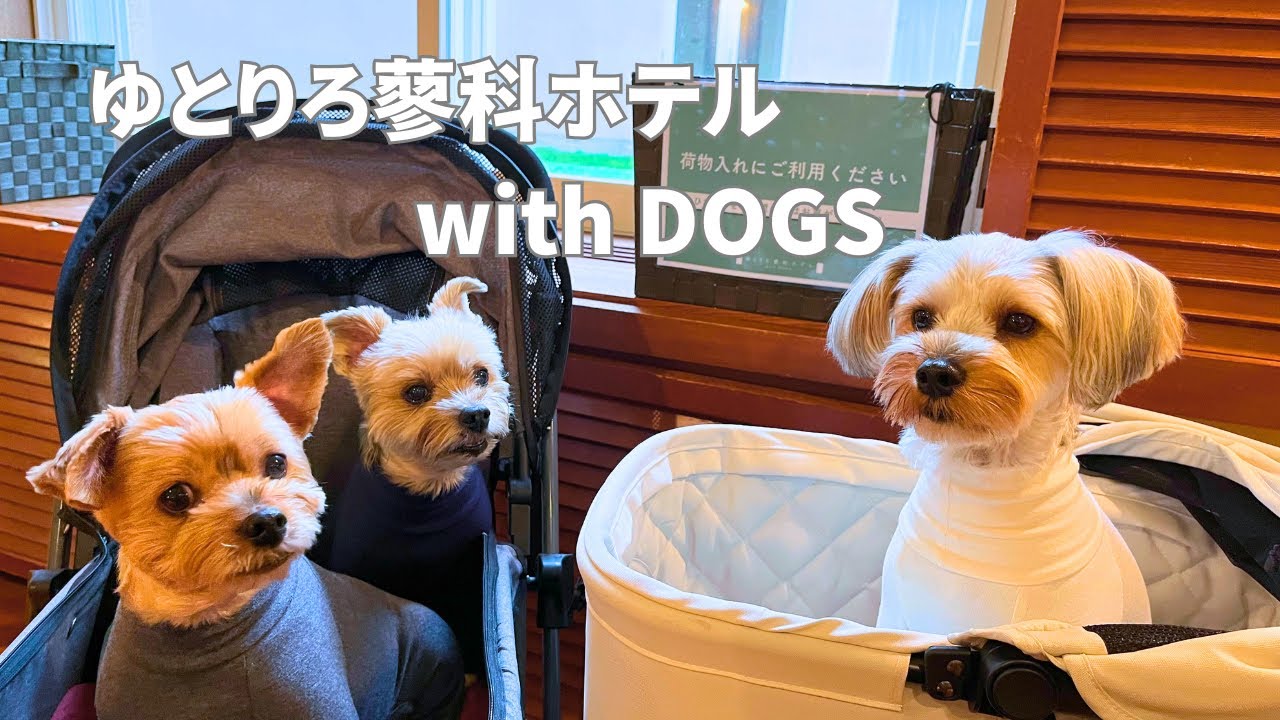 【犬連れ旅行】長野のゆとりろ蓼科ホテルで誕生日をお祝い｜Happy Birthday Trip