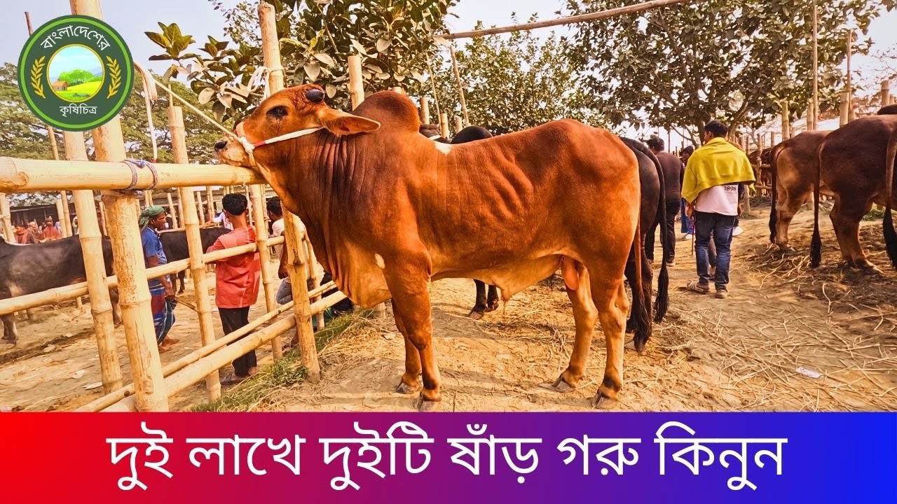 মাত্র দুই লাখ টাকায় কোরবানির জন্য দুইটি ষাঁড় গরু কিনুন হযরত পুর হাট থেকে\#বাংলাদেশেরকৃষিচিত্র #
