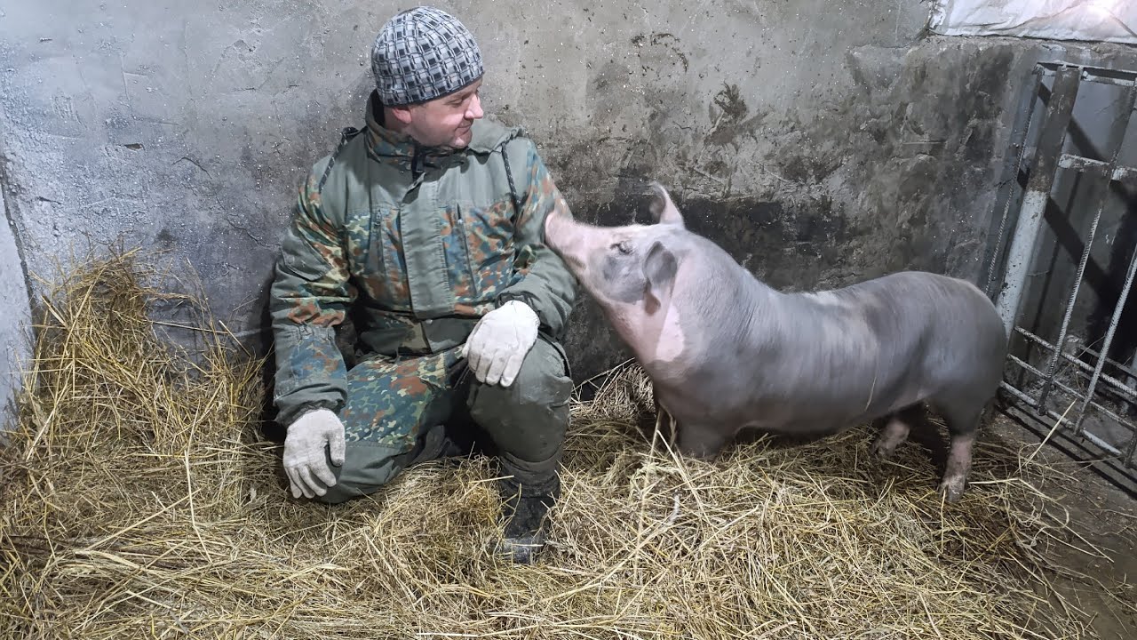 ГОТОВИМСЯ К ОПОРОСАМ, ВЕНТИЛЯЦИЯ В САРАЕ,КАМЕРА СЛЕДИТ ЗА ВСЕМ.