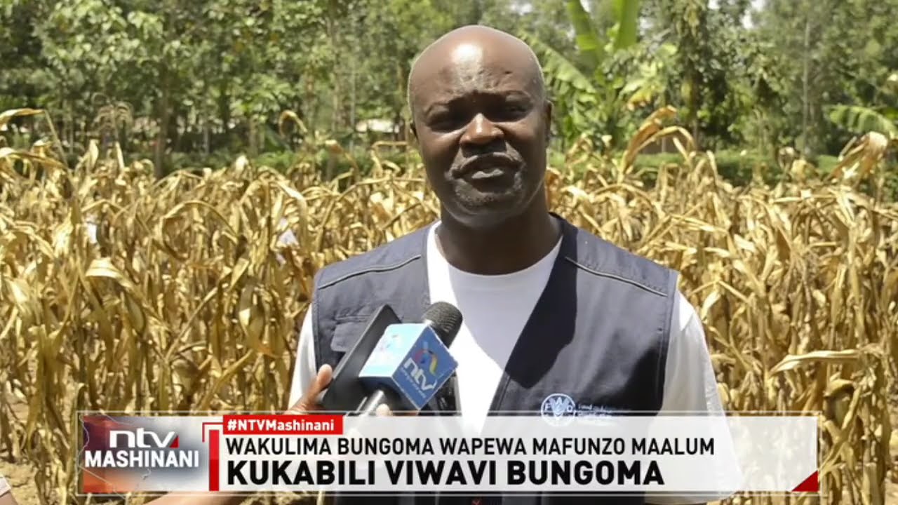 Bungoma: Wakulima wameshauriwa kupanda mapema, kutumia mbegu na mbolea sahihi.
