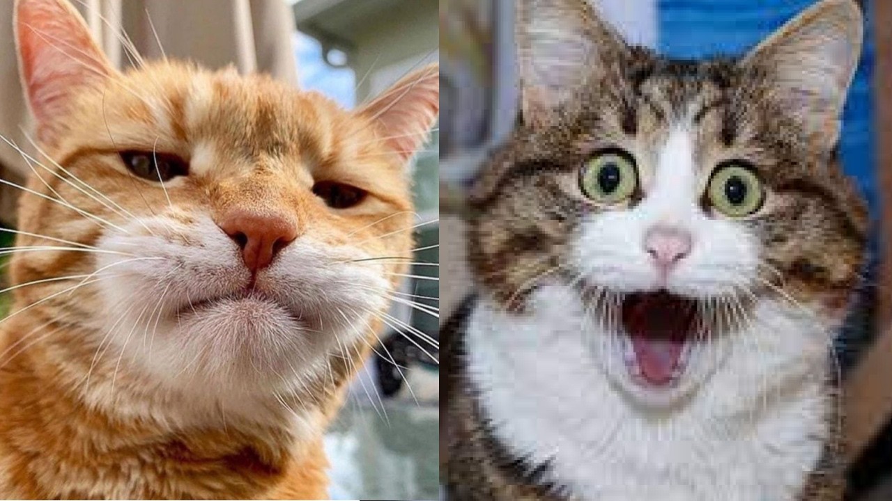 😭😂 Кошачьи неудачи, от которых вы будете смеяться до слез! 😂😹