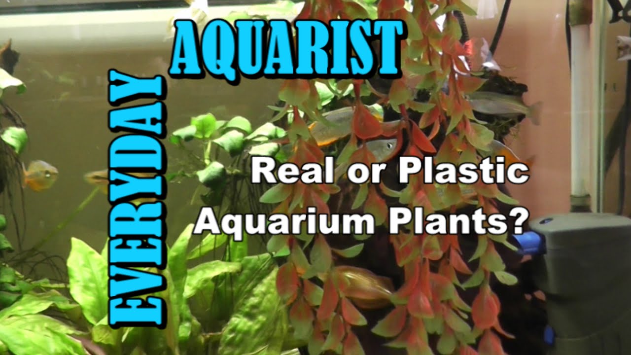 Real or fake plants in aquariums?