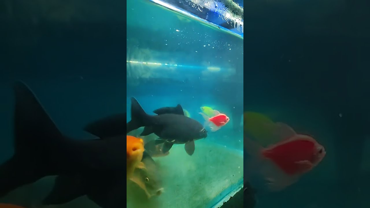 amazing aquarium fish life