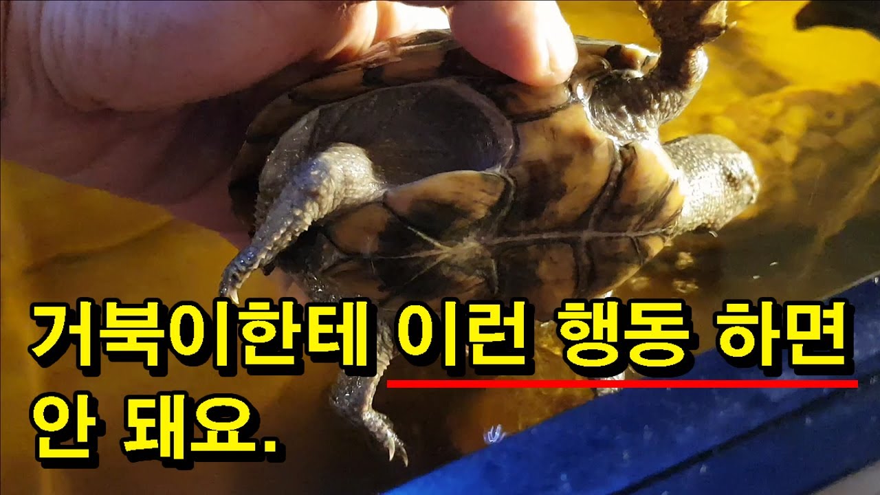 [#거북이씨​]  거북이한테 이런 행동 하면 안 돼요! 조심해 주세요.