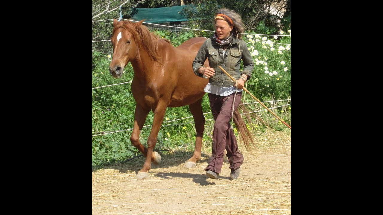 Crete Groundwork Liberty with horses ( Avra )