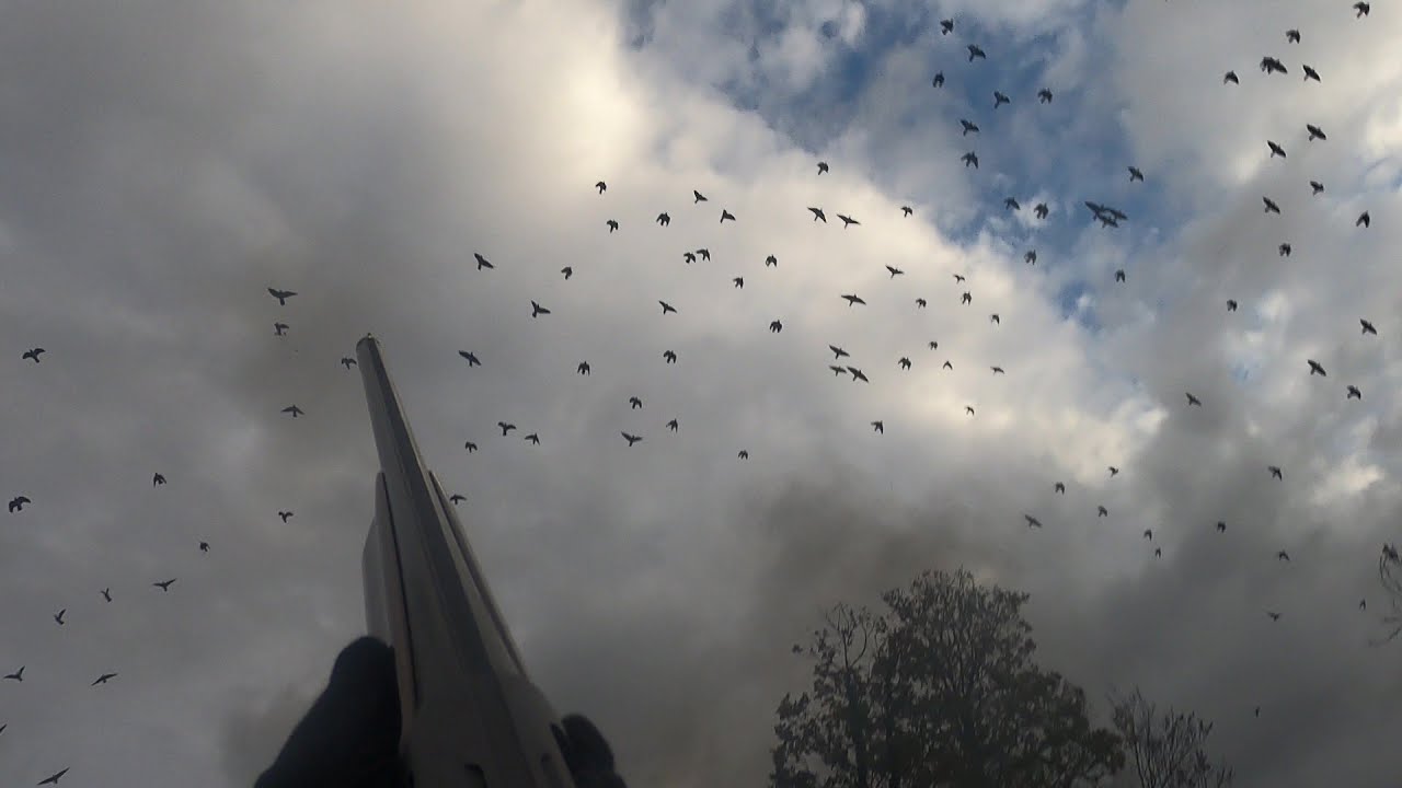 MIGRATION PALOMBES lundi 27/10/2025 🤪🤪