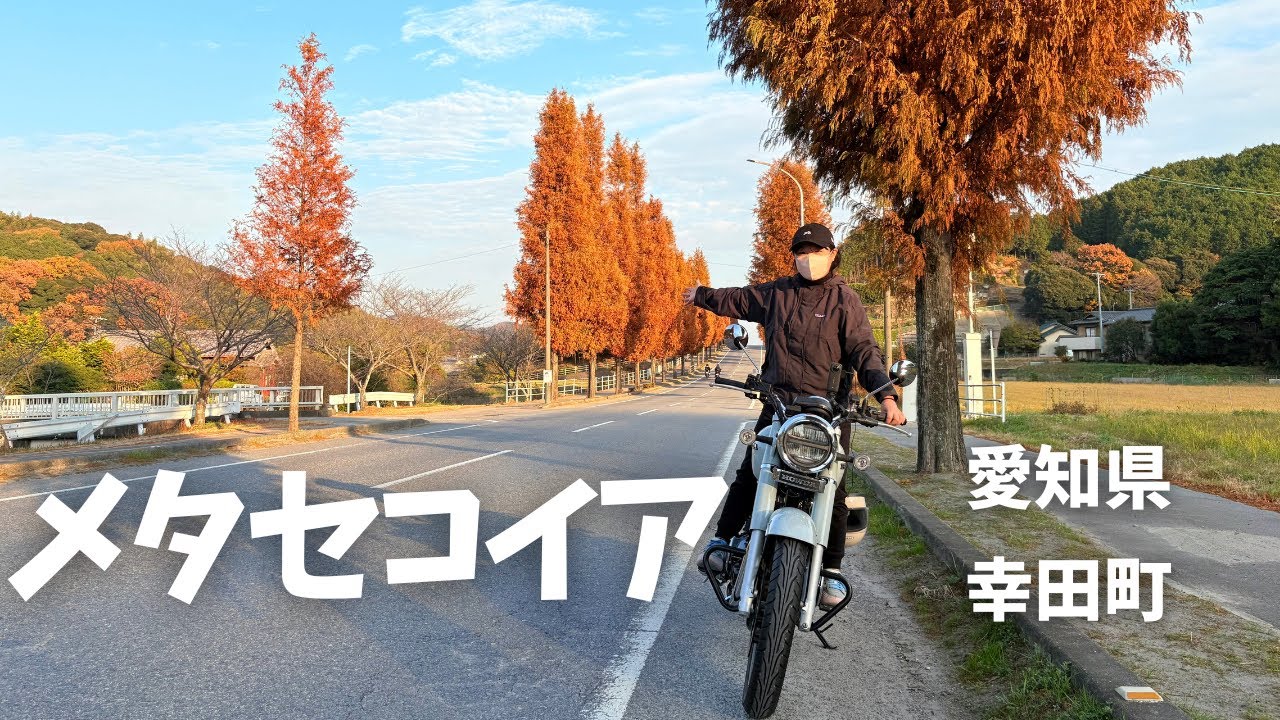 【バイク女子】メタセコイア並木道と海鮮丼、のんびり平日ツーリング♪