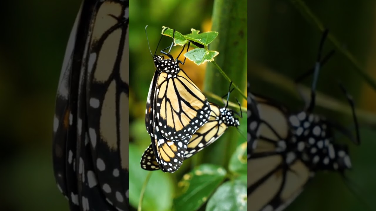 natures hidden wonders that challenge science