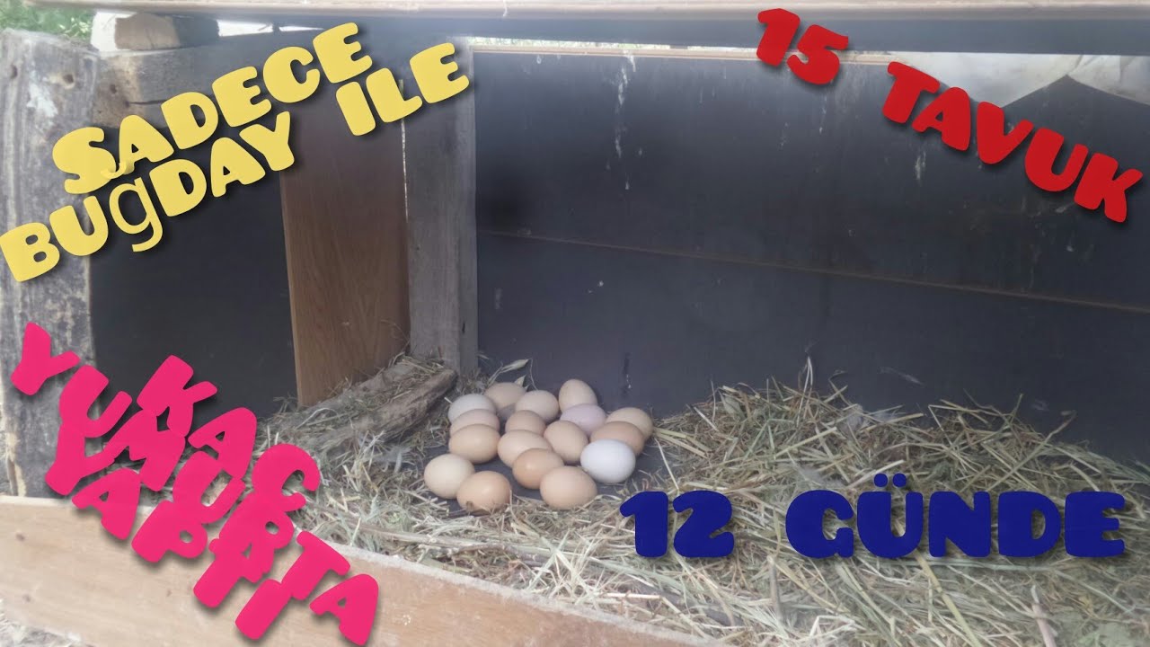 Light Sussex ve Köy Tavukları Yumurta Verimi/Yumurta Yemi Kullanmadan 12 Gün Boyunca Test Ettik