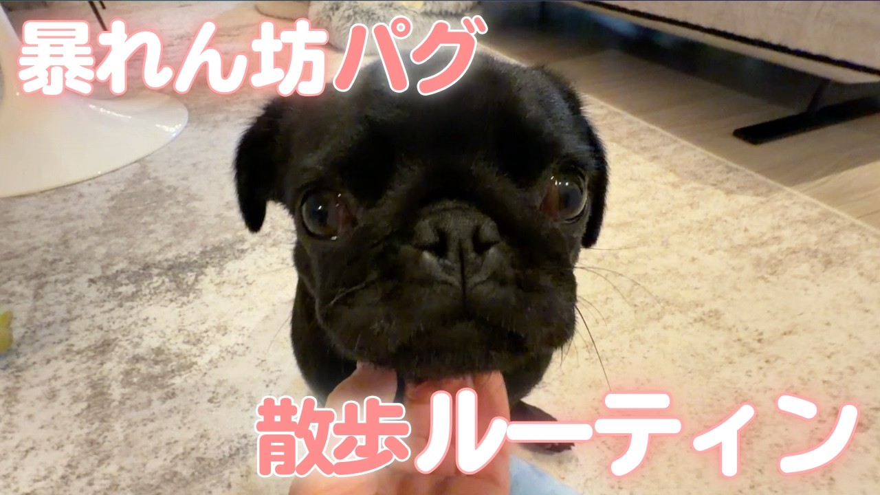 【黒パグVlog】猫にヤキモチ！？元気すぎる散歩ルーティン🐶
