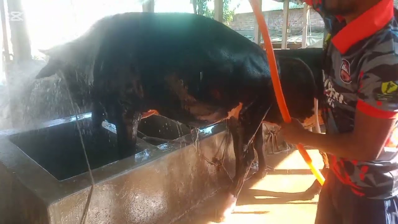 শীতের মধ্যেই গরুকে প্রতিদিন গোসল করাই।