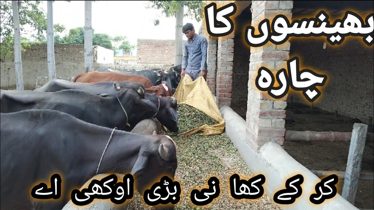 Bhains ko chara dalne ka tarika | Cattle farming | Evening routine