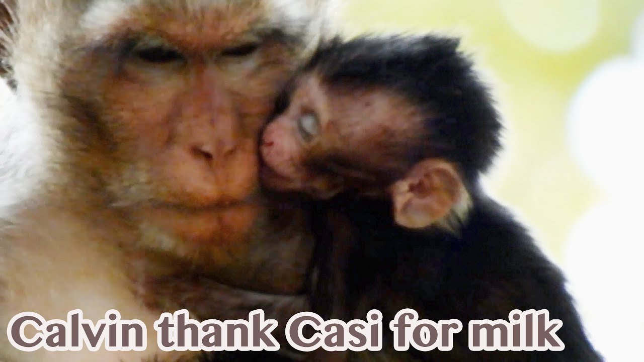 Orphan baby monkey Calvin kiss for thank to mum Casi give her the plenty milk and care her