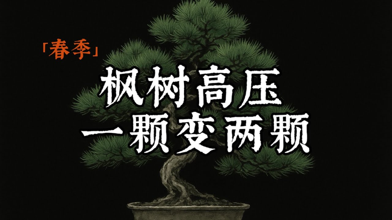 【春季】枫树高压，一颗变两颗
