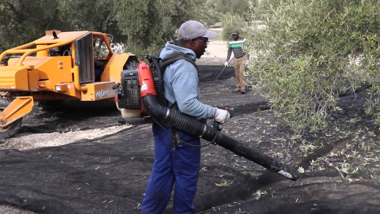 Recolección de aceituna mecanizada con buggy y recogedora de mantones.