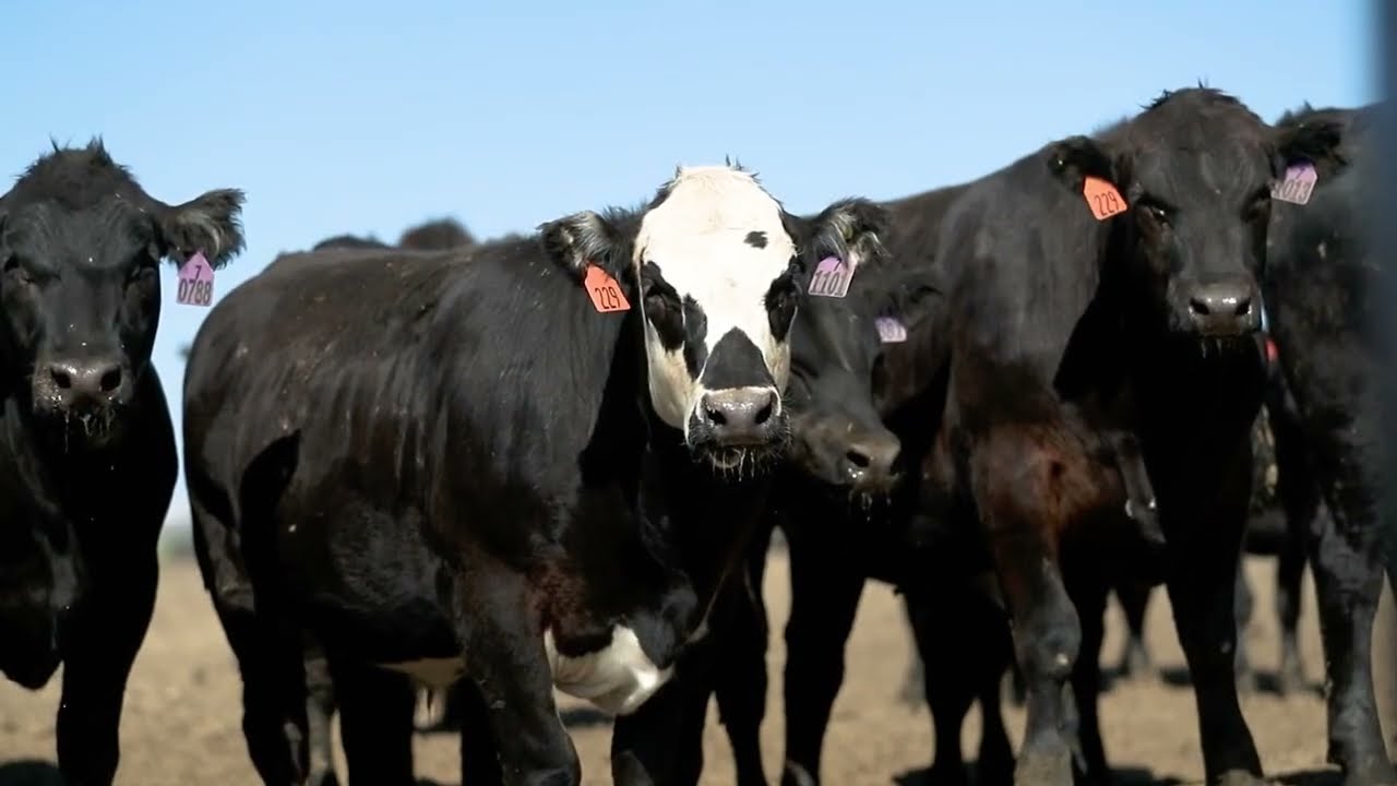 Northwest Beef Express ~ Cattle Hauling.mp4
