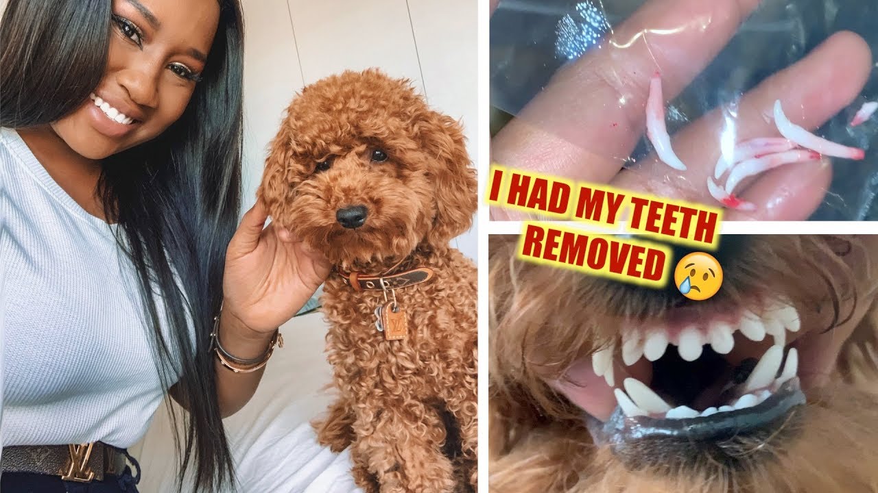 MY PUPPY HAD SURGERY! 😕😱| Raven Navera