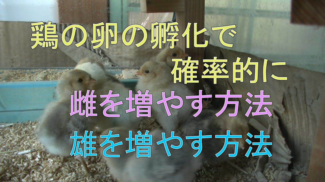鶏の卵の孵化、確率的に雌雄の産み分けが、温度を調節すれば可能なのかもしれない。