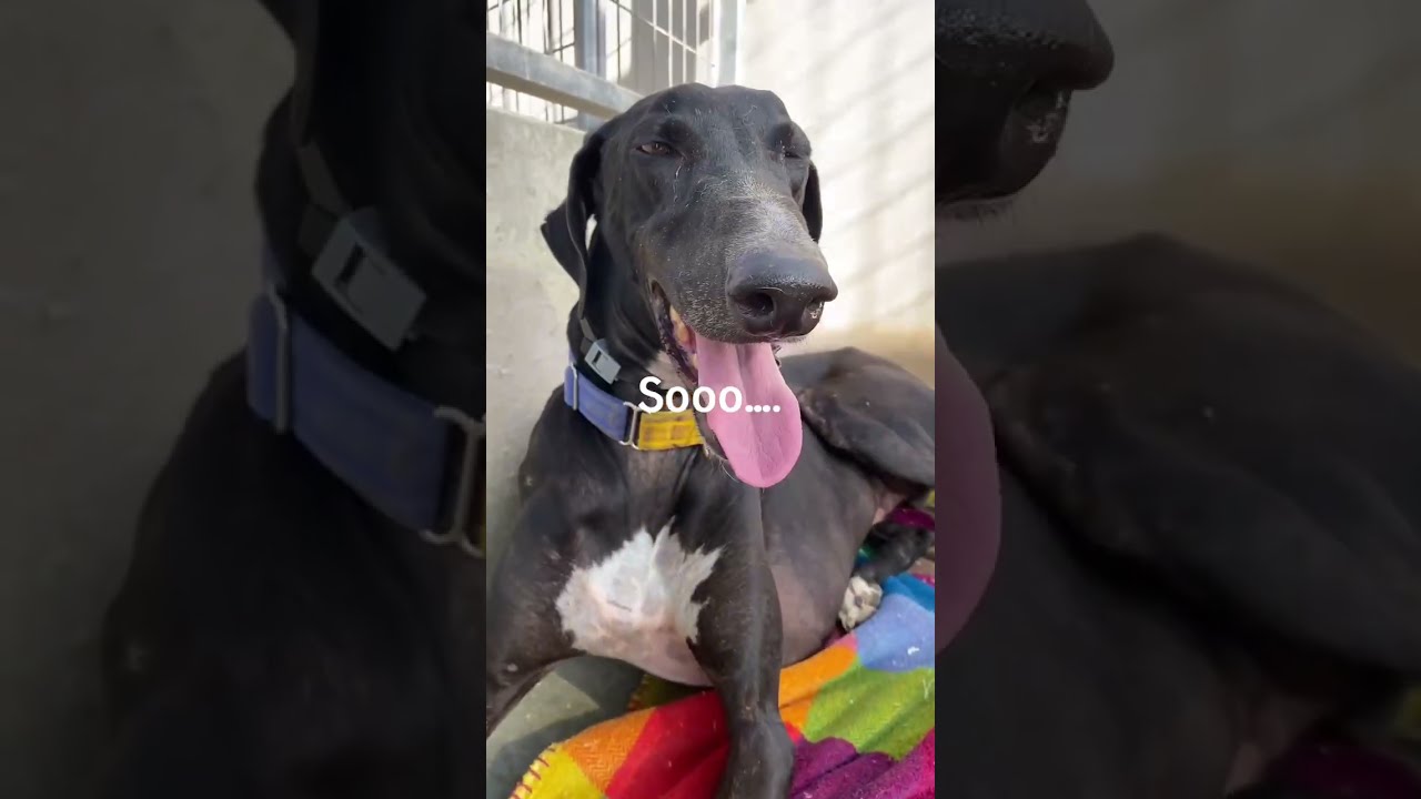 Viento  is looking for a wonderful family!