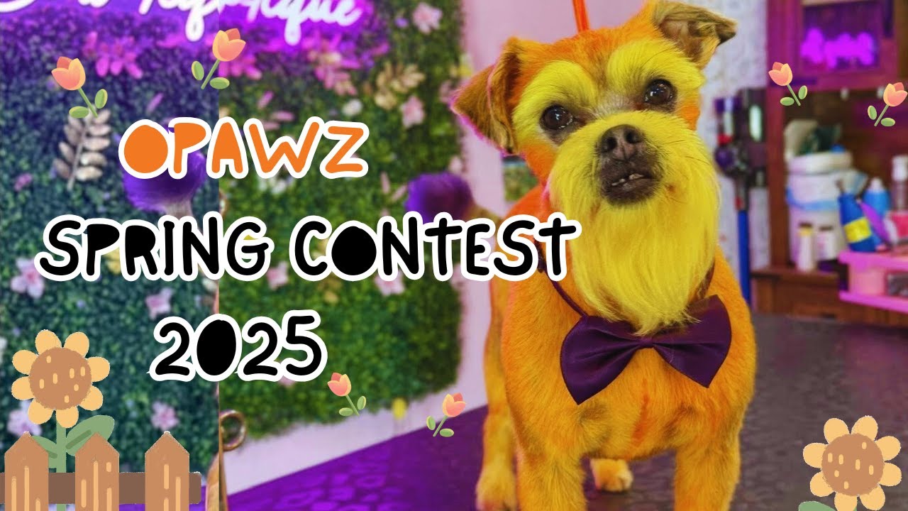 OPAWZ Spring Creative Grooming Contest 2025 #opawz #dog #pets #dogs #grooming #doggroom