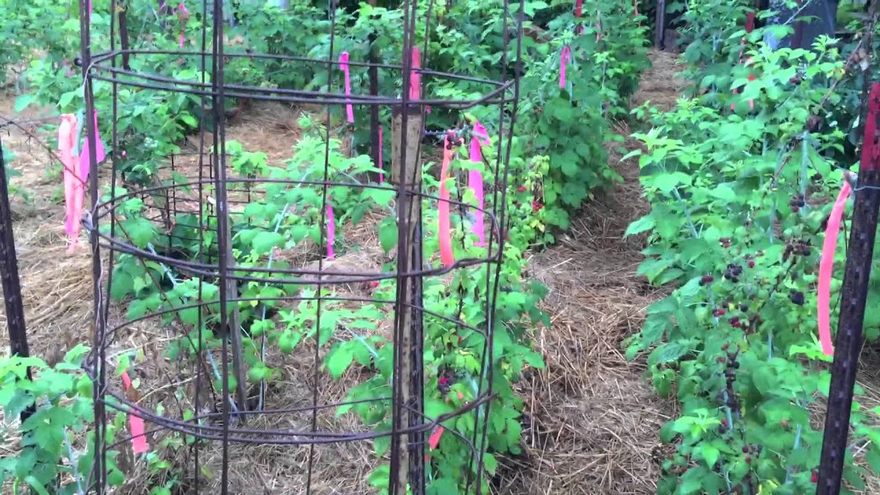 Introduction to Black Raspberries