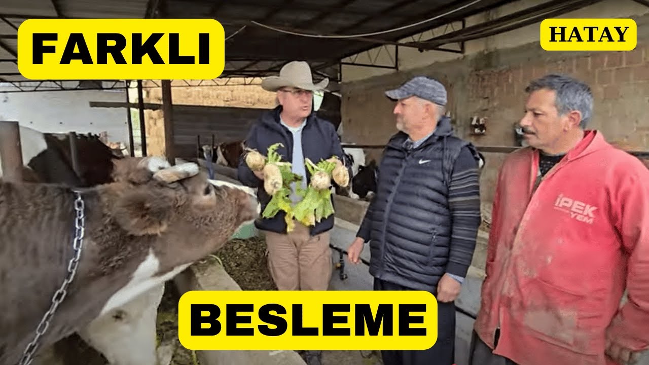 Bu Yem Bitkisi Çiftçilerin Kaderini Değiştiriyor!