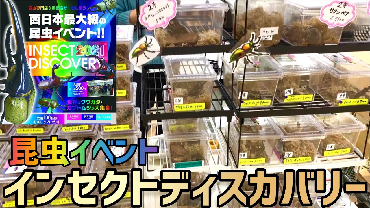 【昆虫イベント】INSECT DISCOVERY 2021に行ってきました！！【インディス】