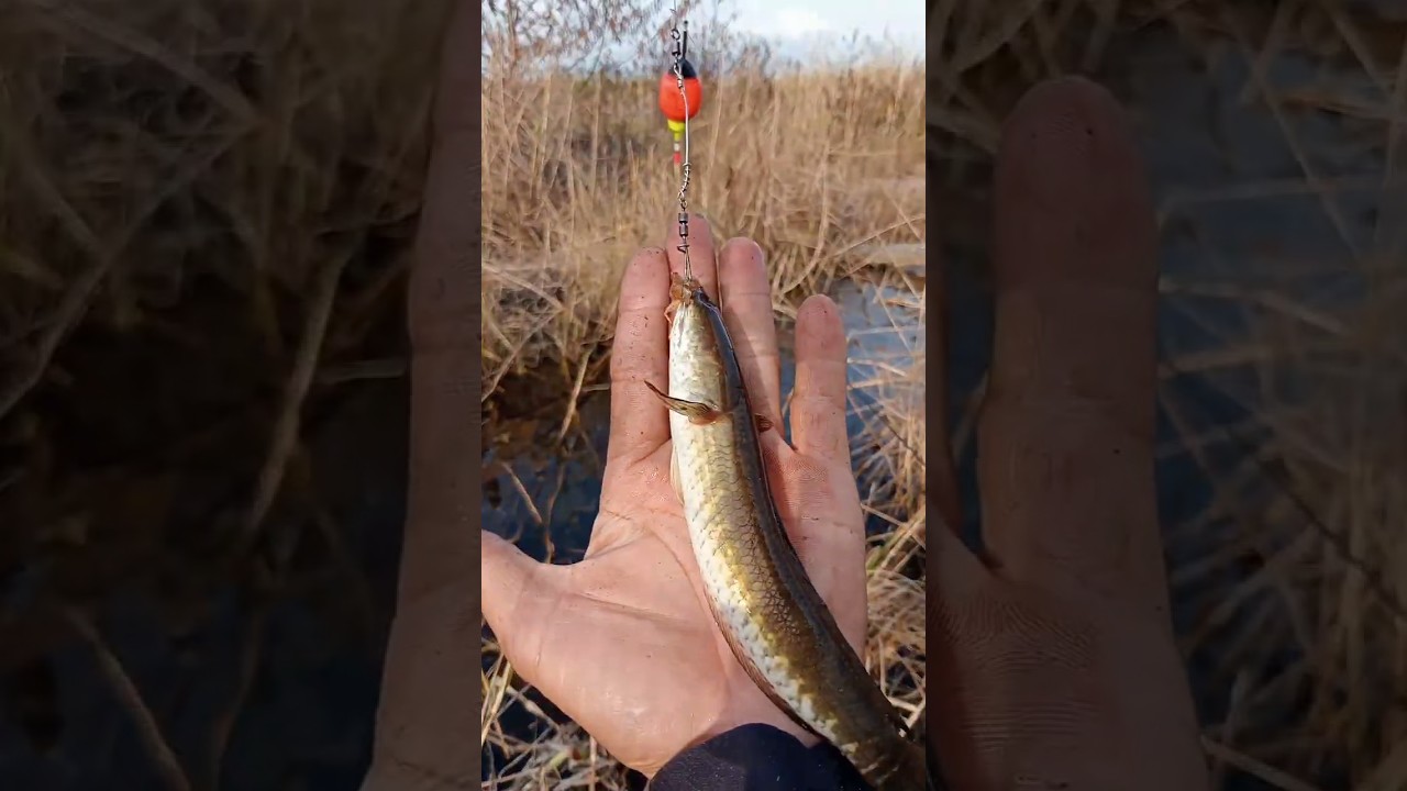 gila!!spot parit kecil tapi ikan nya banyak sekali