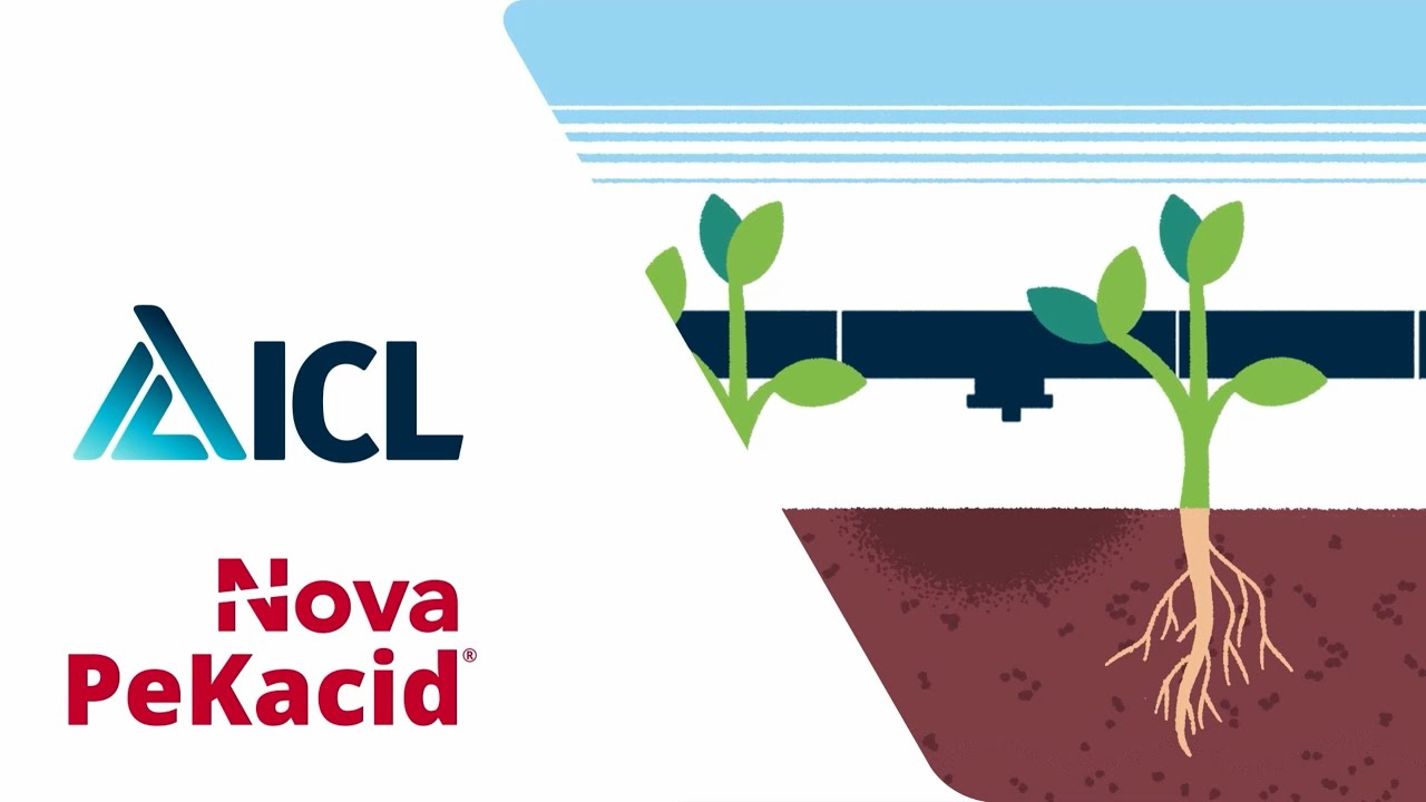 Nova PeKacid: un alleato per la fertirrigazione  |  ICL Growing Solutions Italia
