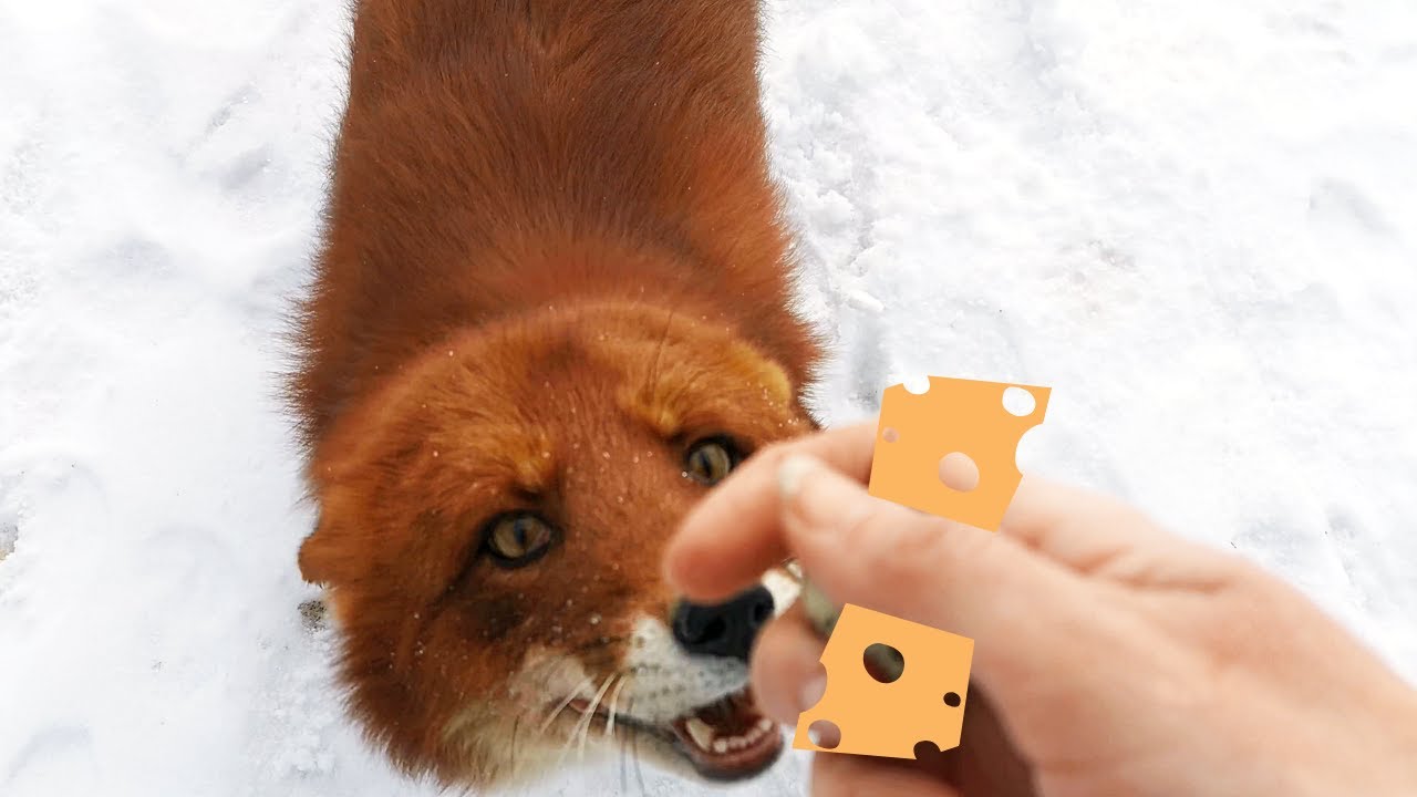 Лис Альф про сыр и витамины