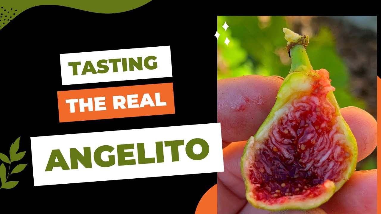 Angelito Fig tasting.  Another gem from Northern California