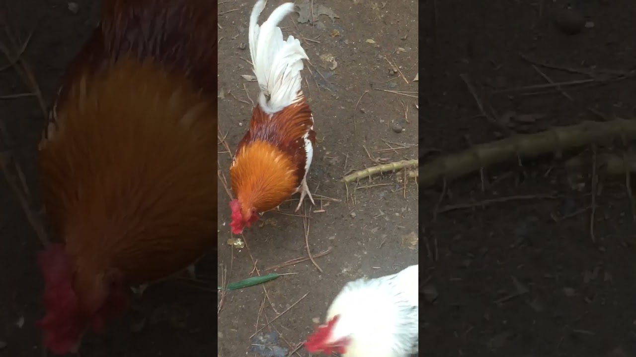 Red Pyle vs Silver duckwing