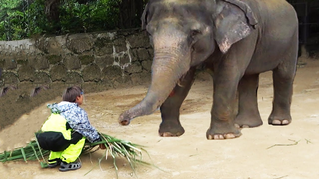 動物園のゾウにサトウキビを寄付しました【動物園のSOS #4】