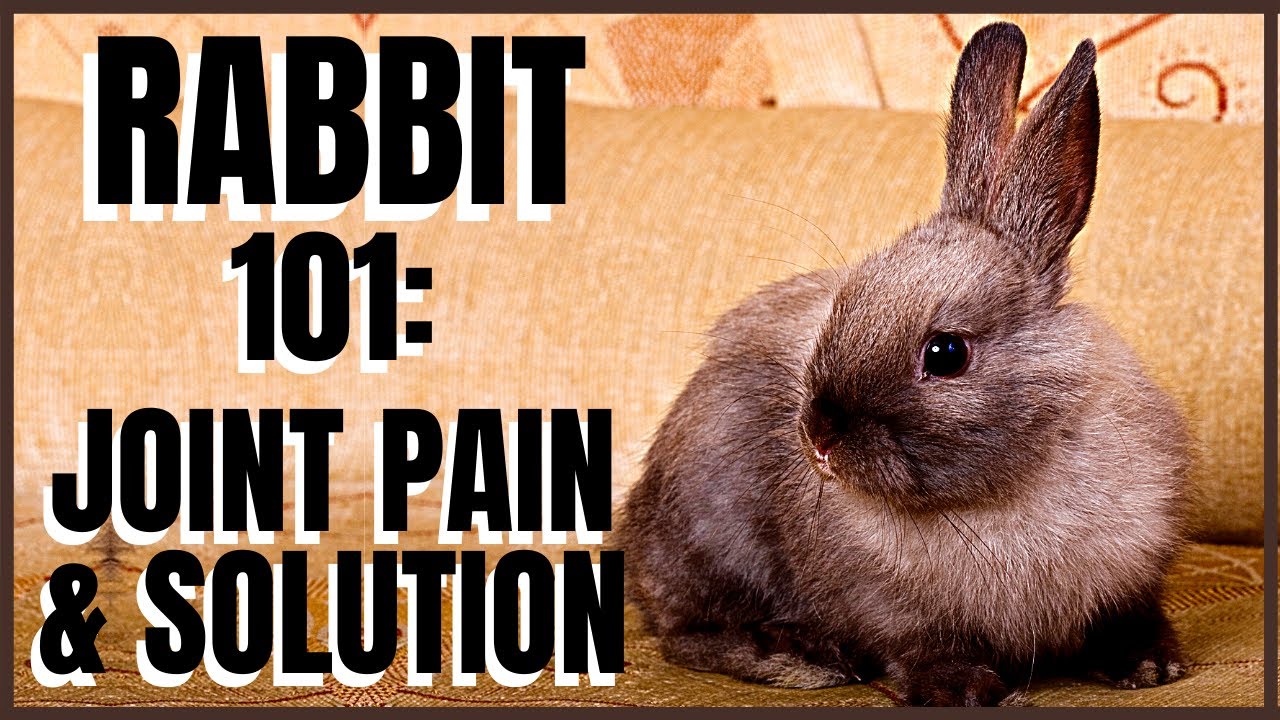 Rabbit 101: Joint Pain and Solution