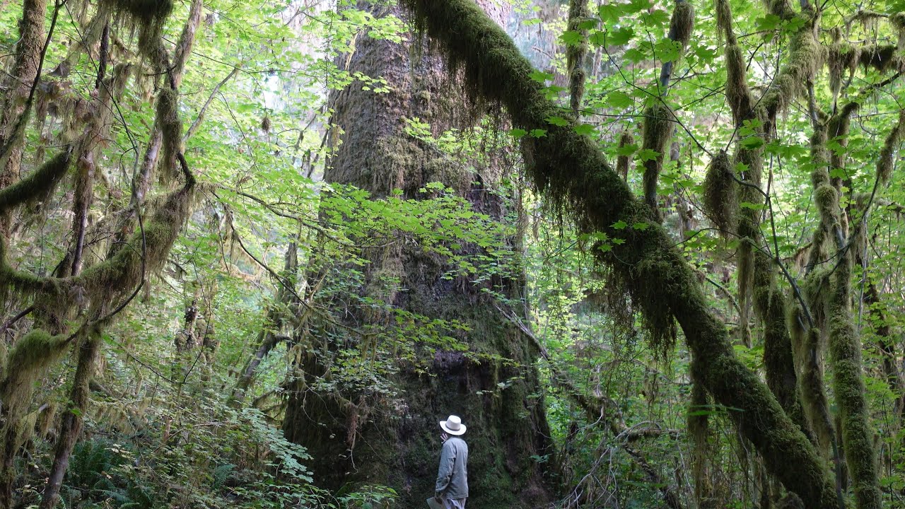 Big Sitka Spruce Tree near the Queets River in the Olympic Peninsula