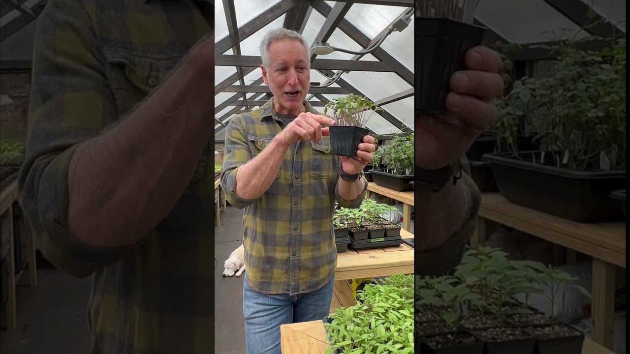 Slowing Down the Growth of My Tomato Seedlings #gardening #seedstarting #shorts #tomatoes
