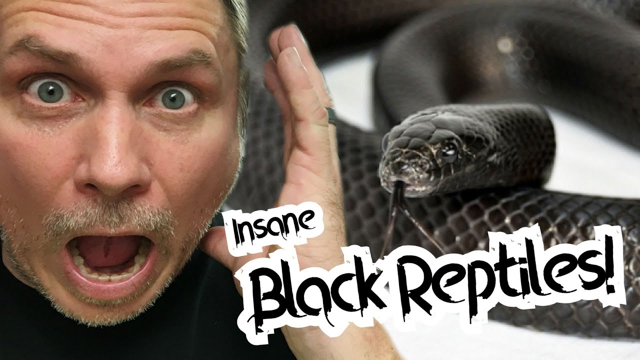 WORLD'S BLACKEST SNAKE AND INSANE BLACK REPTILES! | BRIAN BARCZYK