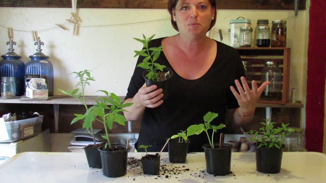 How To Choose the BEST Seedlings