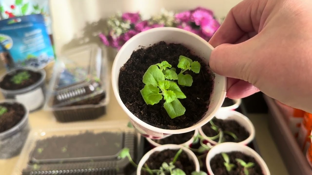 Семена томатов от Софии Сааковой,рассада 👍👍👍,мои покупки 🛍️ 