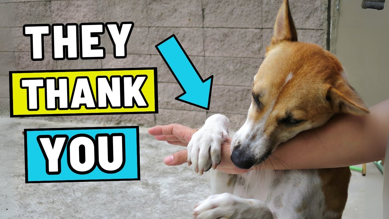 Благодарные собаки выражают свою благодарность пятью способами