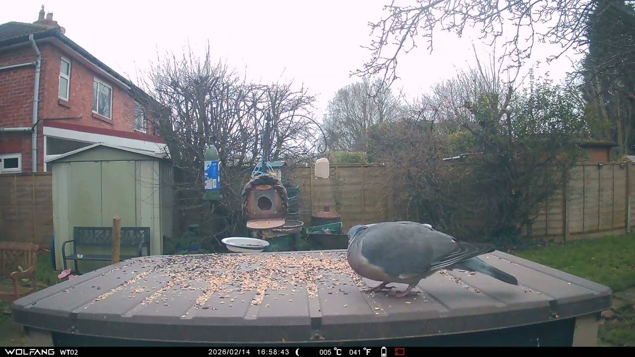 Starlings Pigeon Sparrows
