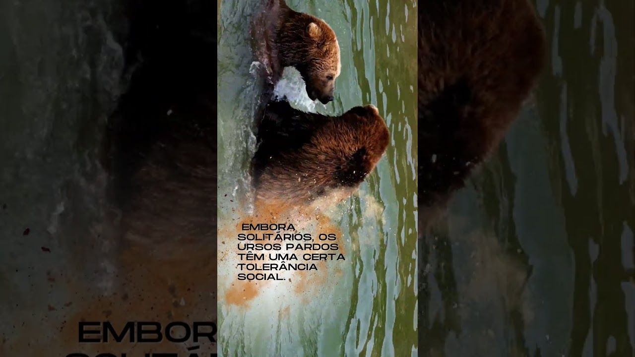 Descobrindo a Sociabilidade dos Ursos-Pardos: Comportamento Social Surpreendente #shorts