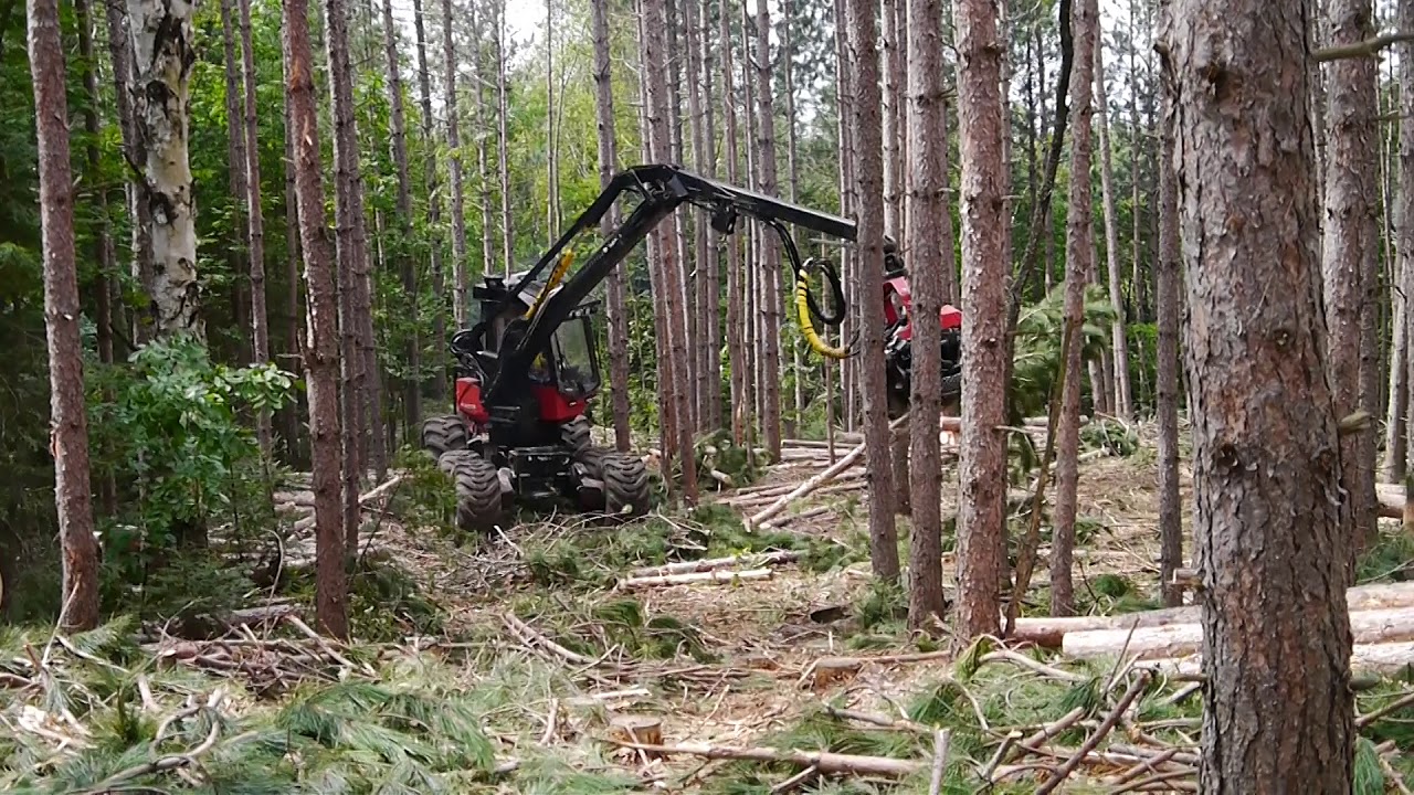 Red Pine Thinning, Wollaston Township, Ontario, August 2017