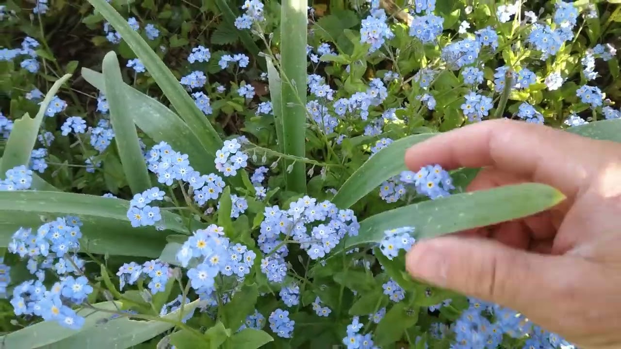 Déco jap,  Myosotis,  une plante pas bien compliquée
