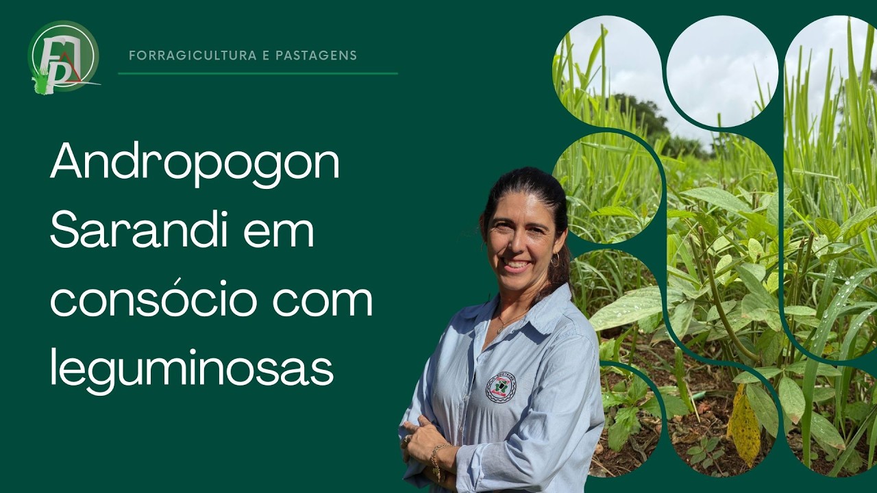 ANDROPOGON SARANDI EM CONSÓRCIO COM LEGUMINOSAS