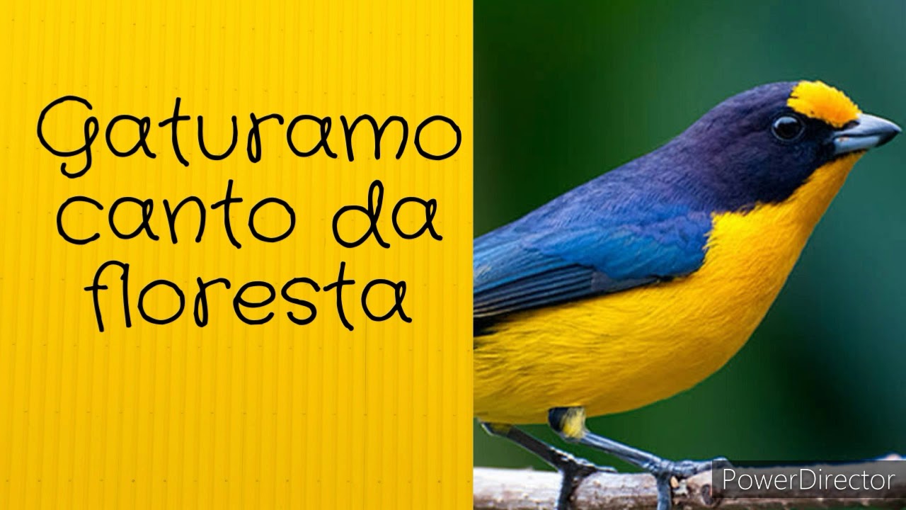 GATURAMO , canto , imagens e informações!!!